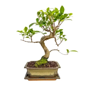 Ficus 37cm Inc Tray
