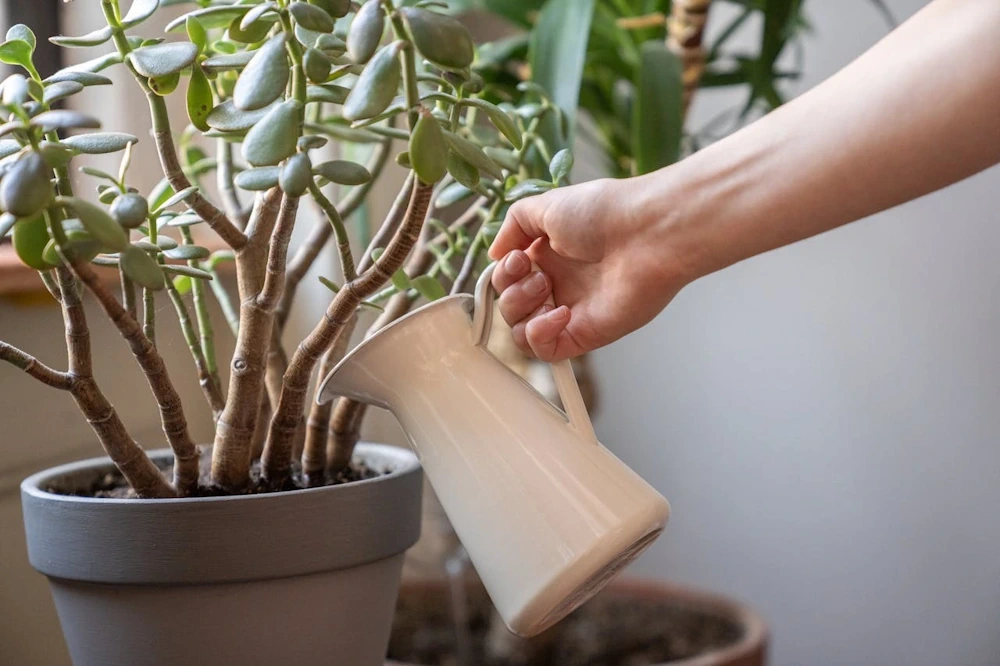 Jade Plant Care & Problem Solver | Beginner's Guide - Miyagi Bonsai