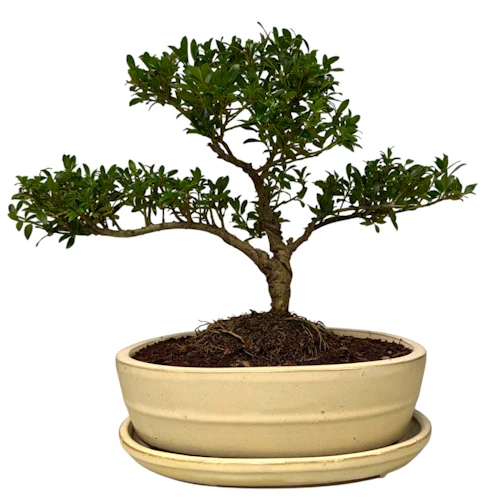 盆栽 jolly Japanese Holly 32cm inc Tray