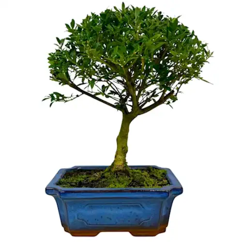 Japanese Holly 33cm