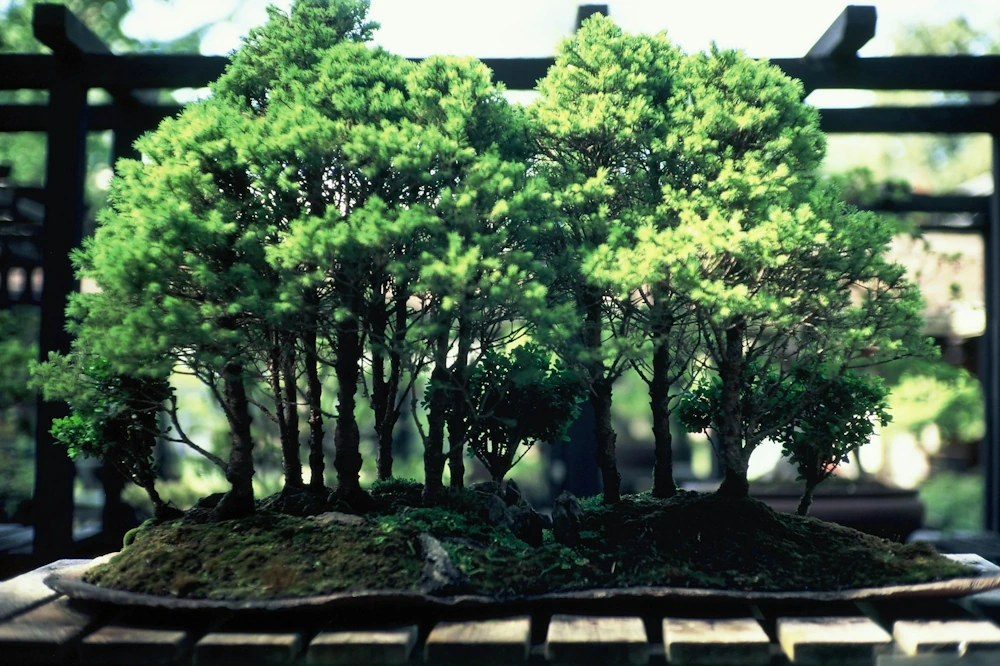 10 Fascinating Facts About Bonsai | History, Myths & Record-Breaking Trees  - Miyagi Bonsai