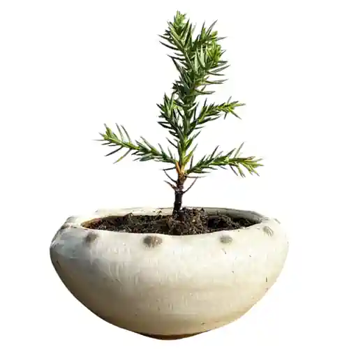 Bold Juniper 10cm - Miyagi Bonsai