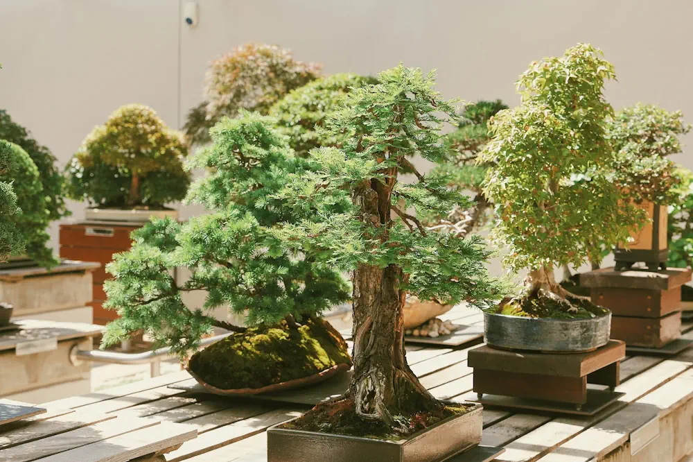 Why Bonsai Makes a Perfect Gift: Meaning, Symbolism & Occasions - Miyagi  Bonsai
