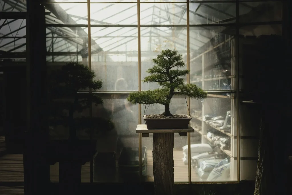 Bonsai Myths and Misconceptions