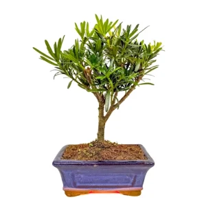 Buddhist Pine 28cm