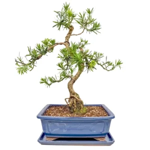 Buddhist Pine 60cm Inc Tray