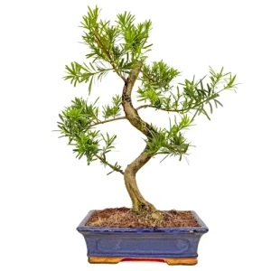Buddhist Pine 58cm