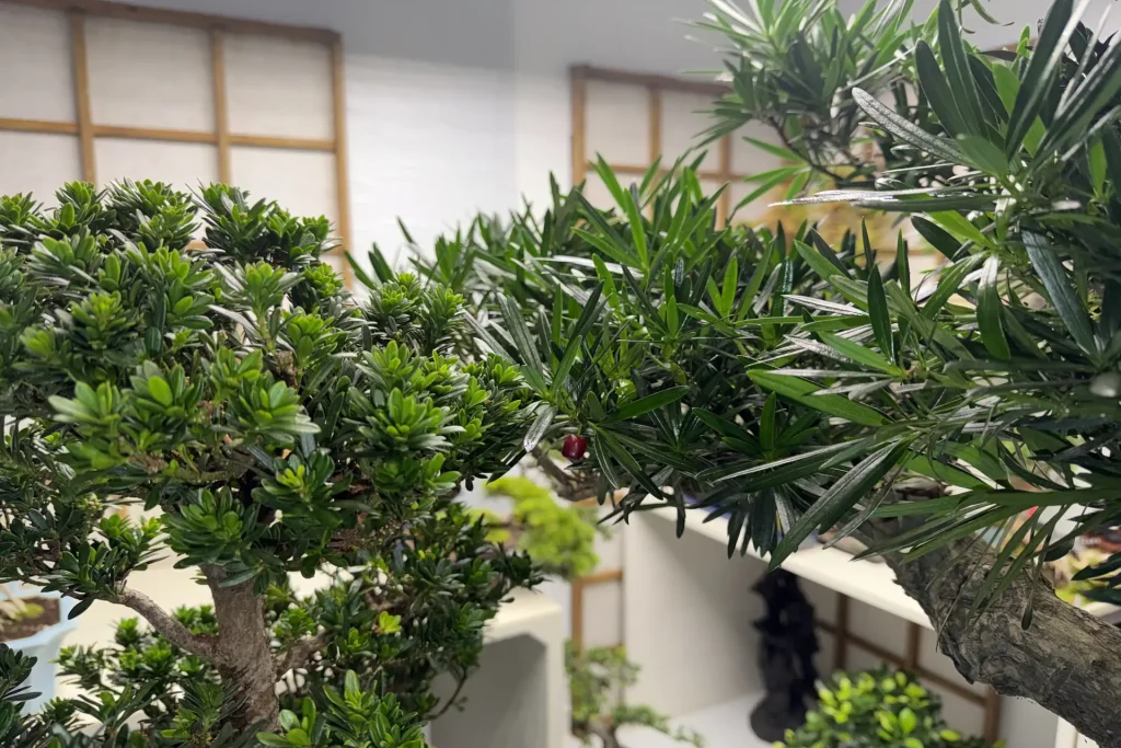 Close-up of two pine trees with foliage nearly touching, long-needle pine on the right and short-needle on the left