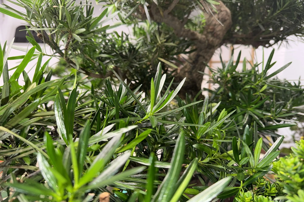 Close-up of pine foliage, focused on longer needles with shorter ones visible in the bottom right