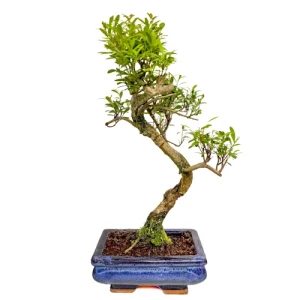 Chinese Myrtle 36cm