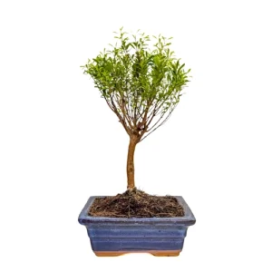 Chinese Myrtle 30cm