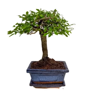 Chinese Elm Inc Tray 23cm