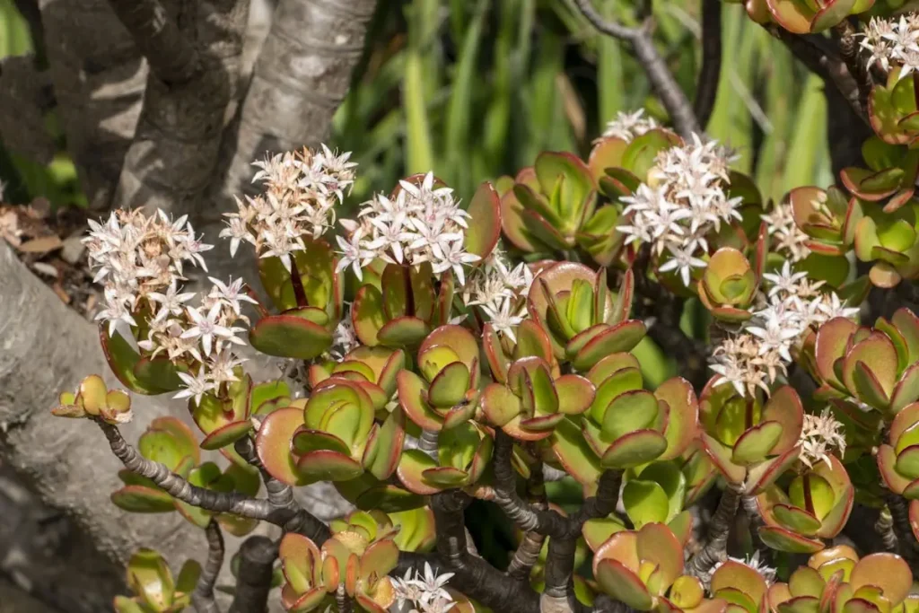 Crassula Ovata ‘Pink Beauty’