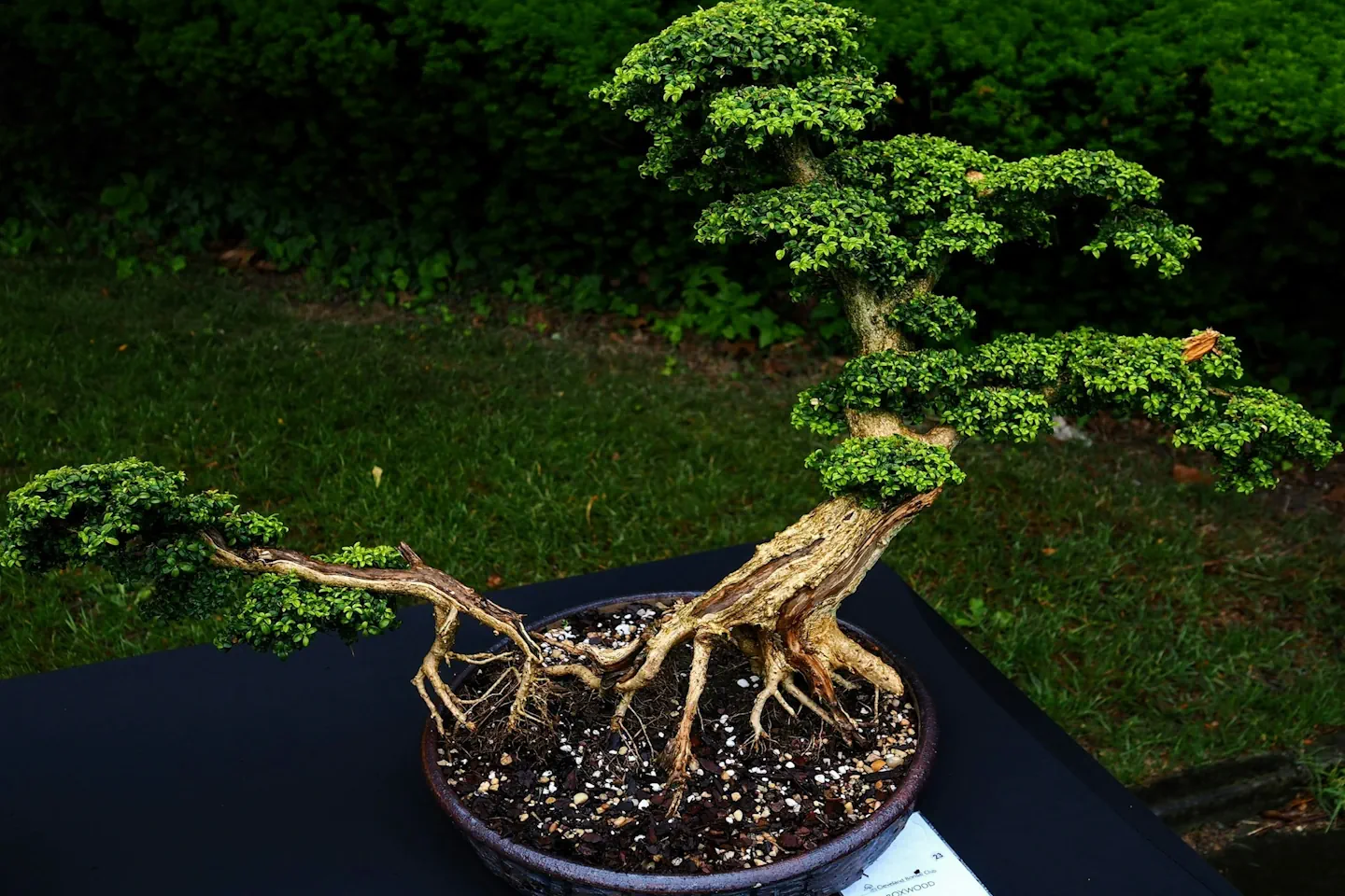 Advanced Bonsai Styles: Artistic, Complex Designs for Experienced Growers -  Miyagi Bonsai