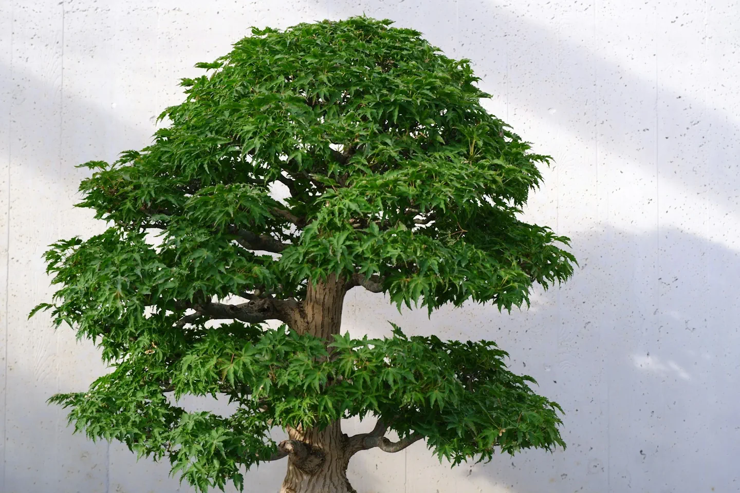 bonsai led lampe Bonsai Microscape Lamp main image 1