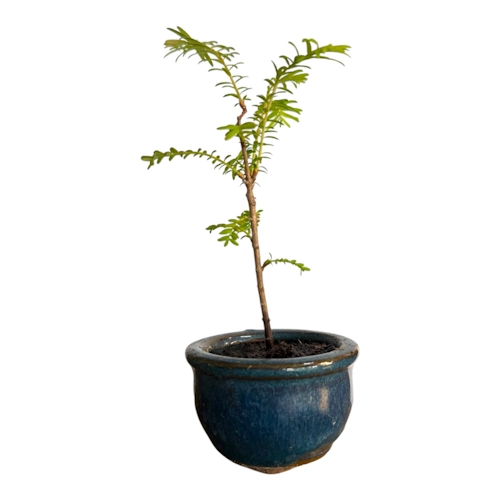 Tall Dawn Redwood 18cm