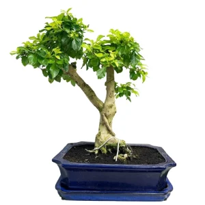 Durantha Repens Bonsai Care Guide