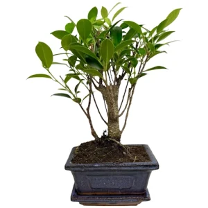 Ficus 27cm Inc Tray