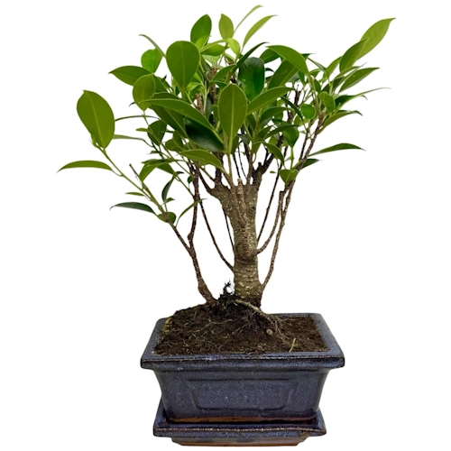Ficus 27cm Inc Tray