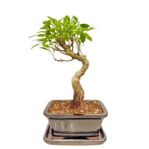 Ficus 35cm Inc Tray