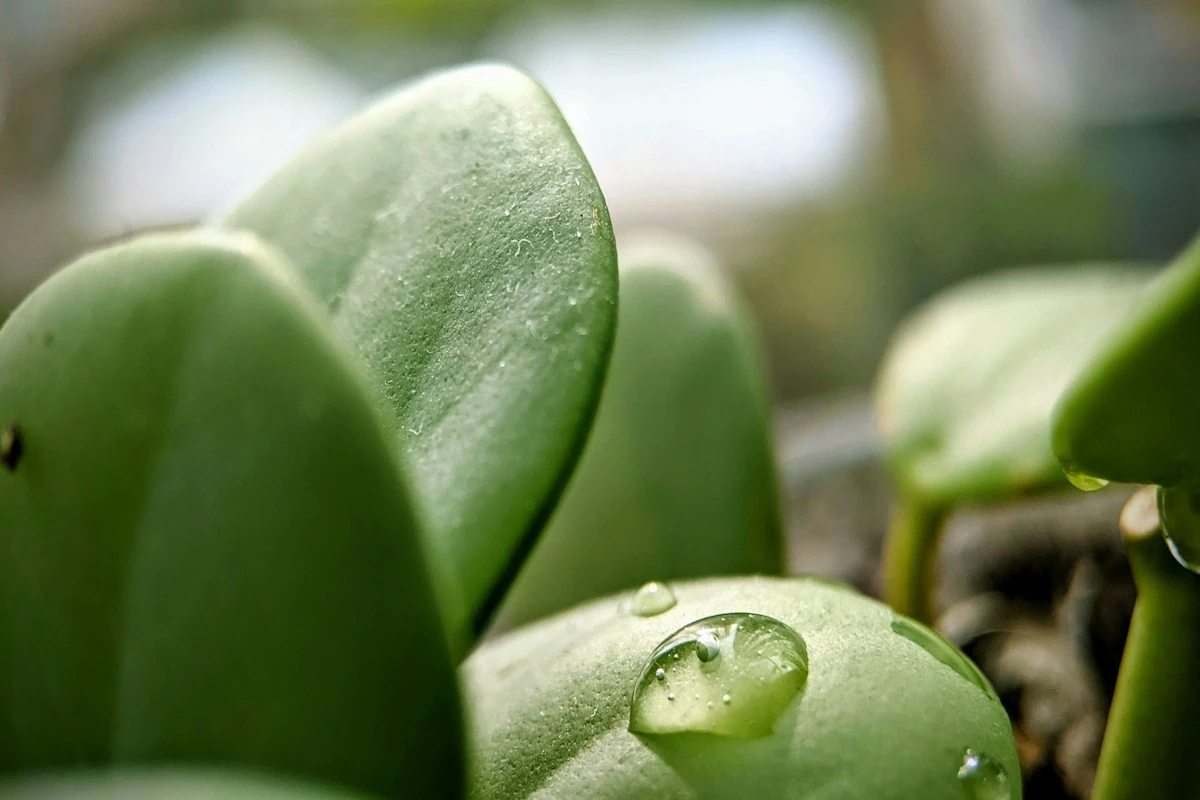How to Take Care of a Jade Plant (Light, Water & Common Mistakes) - Miyagi  Bonsai