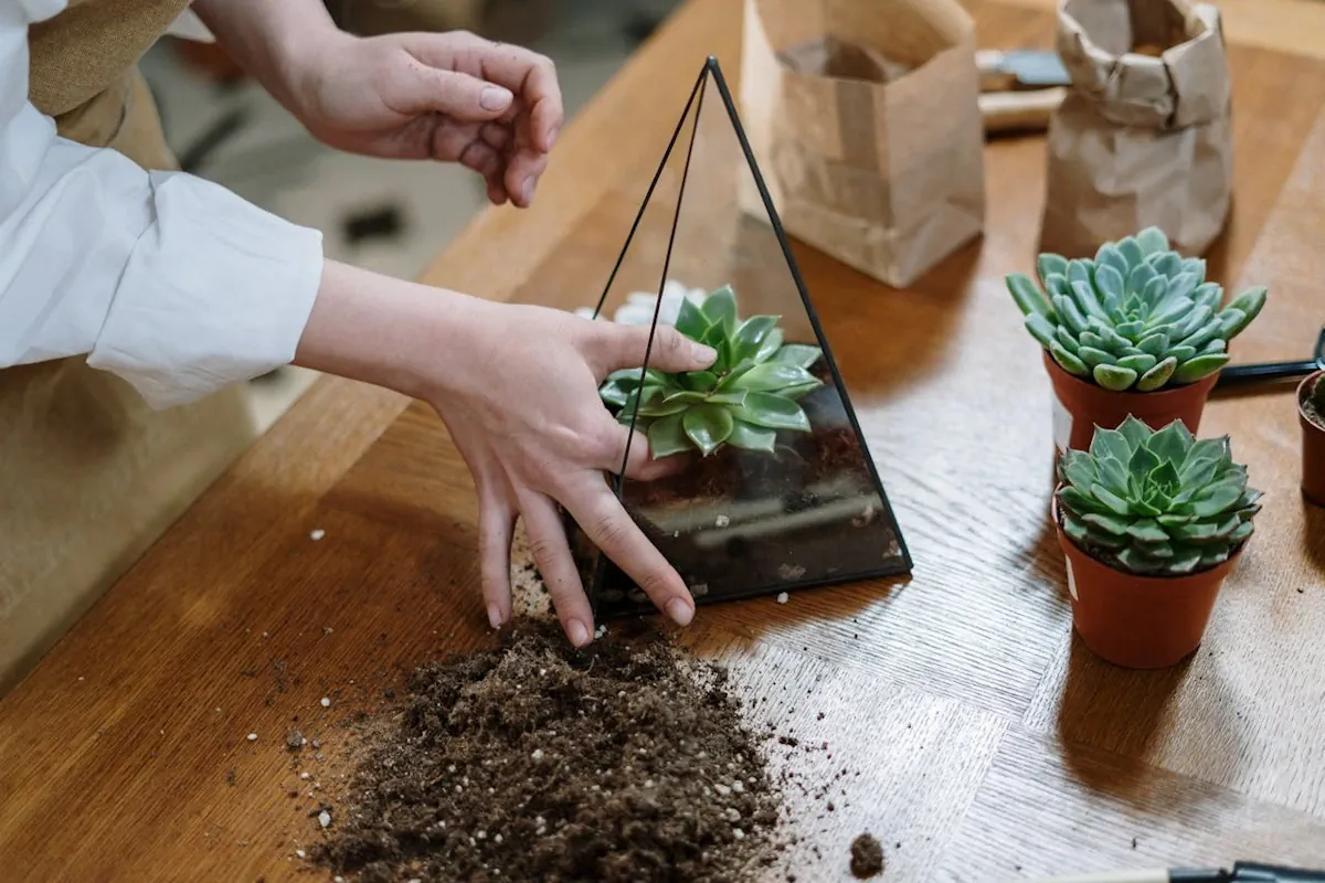 What Soil for Terrarium? Best Mixes, Ingredients & How to Choose - Miyagi  Bonsai