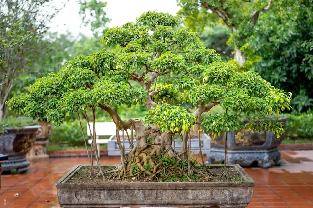 bonsai innenbereich Ficus Ginseng – Sculptural Indoor Bonsai Tree – Happy Houseplants main image 0