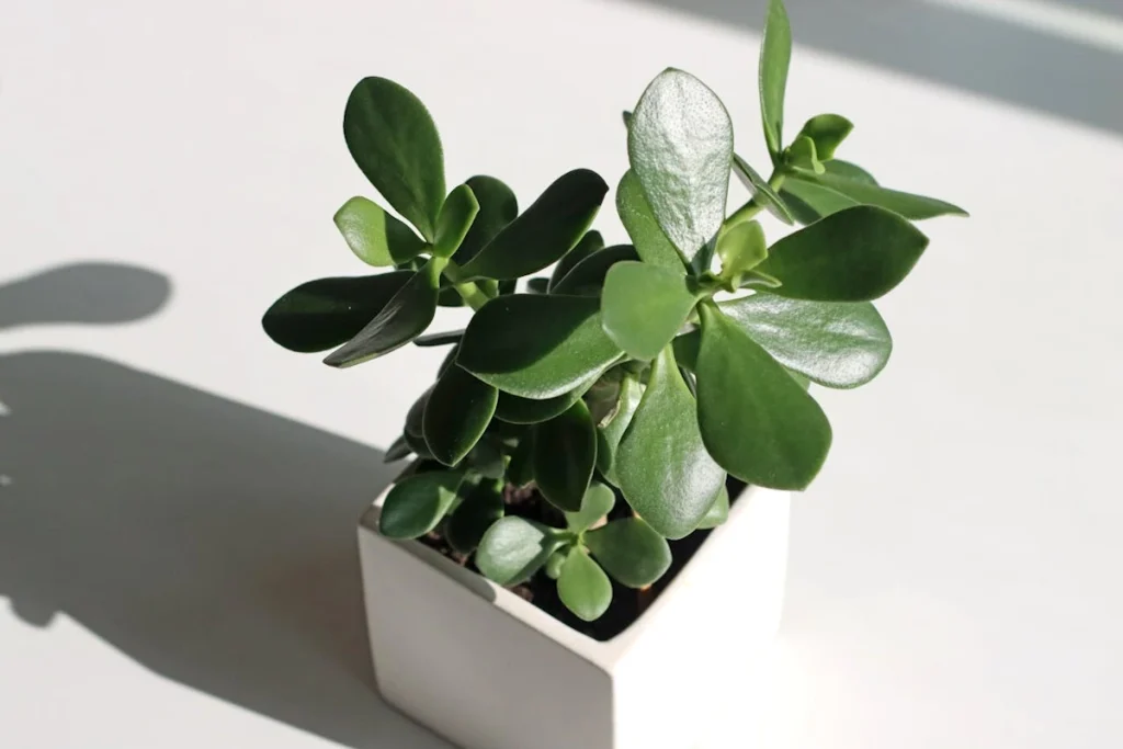 How to Take Care of a Jade Plant (Light, Water & Common Mistakes) - Miyagi  Bonsai