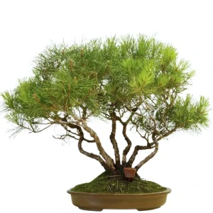 Japanese Black Pine Bonsai Care Guide
