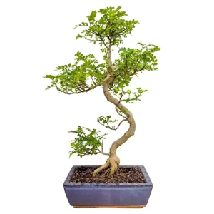 Japanese Pepper Tree 54cm