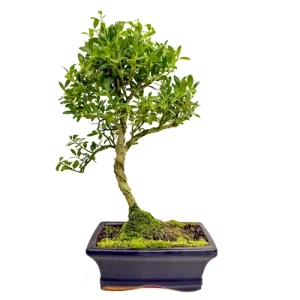Lush Japanese Holly 33cm