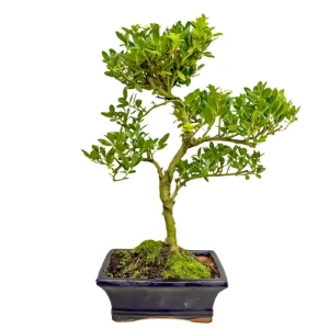Japanese Holly 36cm