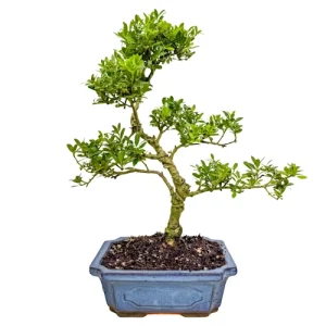 Japanese Holly 41cm