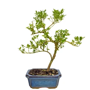 Lush Japanese Holly 35cm