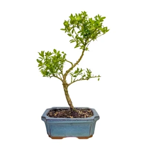 Japanese Holly 32cm