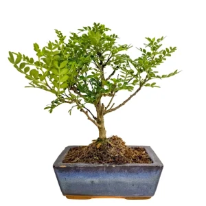 Japanese Pepper Tree 27cm