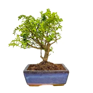 Japanese Pepper Tree 25cm
