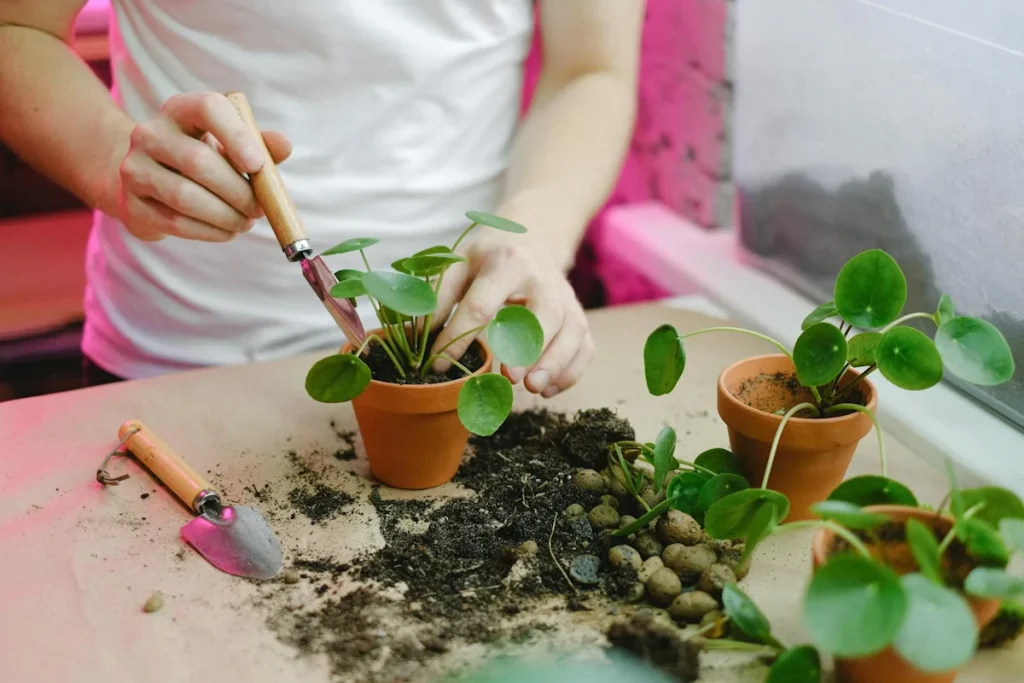 Money Plant Plant