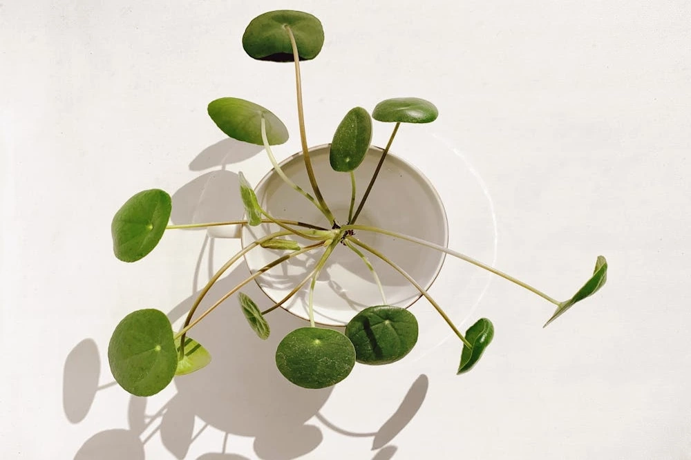 How to Plant a Money Plant (Propagation & Care Guide) - Miyagi Bonsai