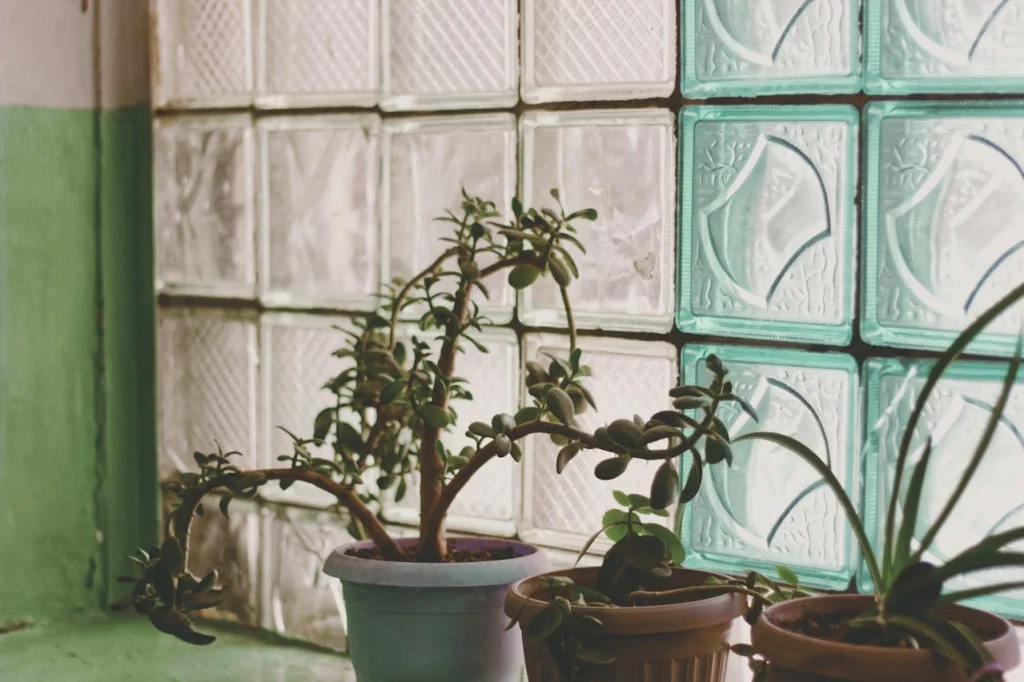 Jade Plant Care
