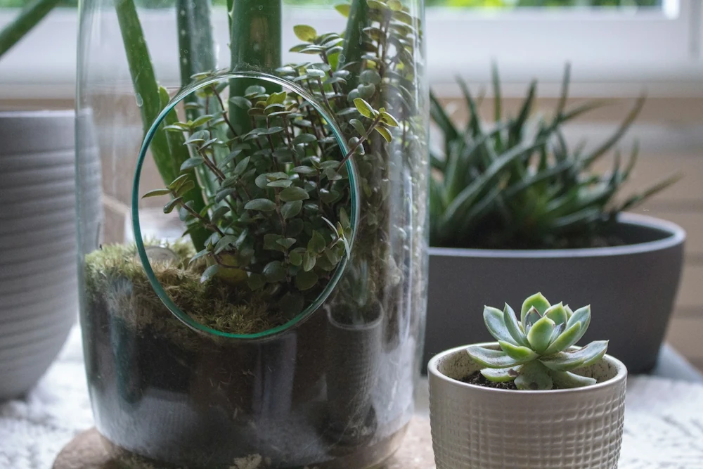 How Long Does a Terrarium Last