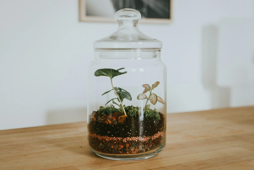 How to Make a Self Sustaining Terrarium