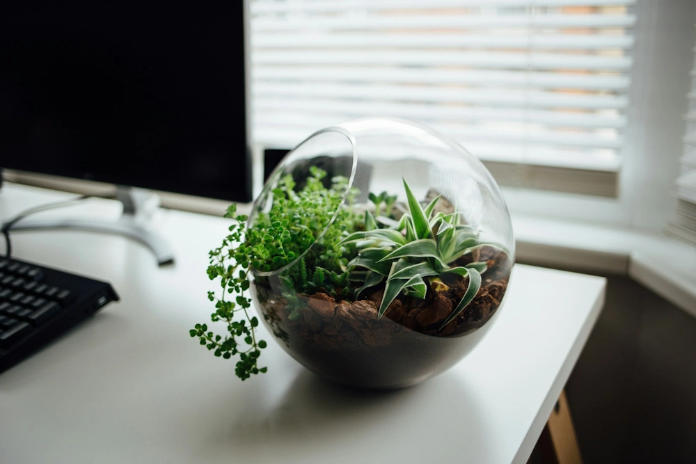 How to Make a Bioactive Terrarium