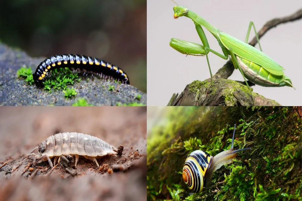 What Insects Can You Put in a Terrarium