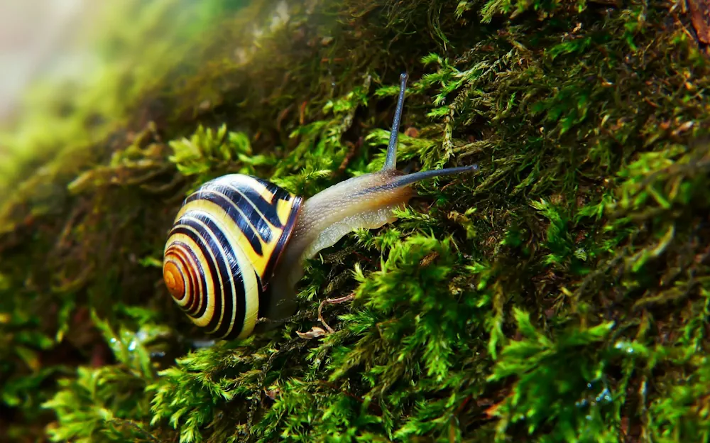 Terrarium Snails