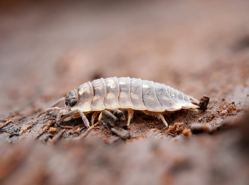 Extreme close-up of a woodlouse in profile, shot at ground level