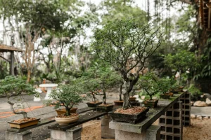 Outdoor Bonsai Collection