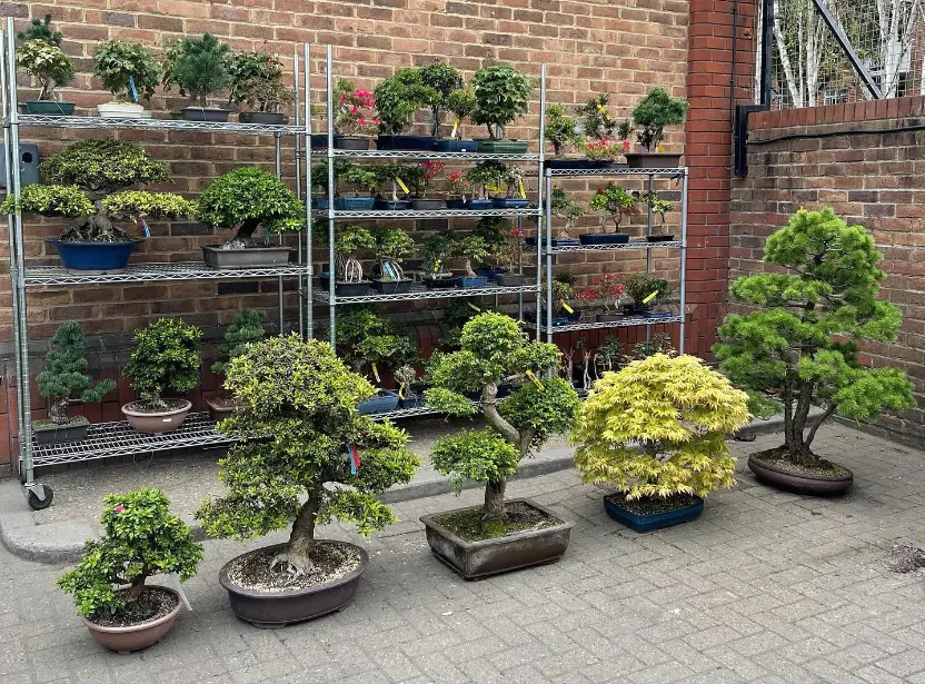 Best Beginner Bonsai Trees to Buy in 2026 | Easy Starter Trees - Miyagi  Bonsai