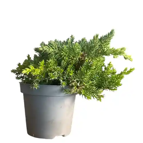 1 Random Raw Material Juniper 14cm