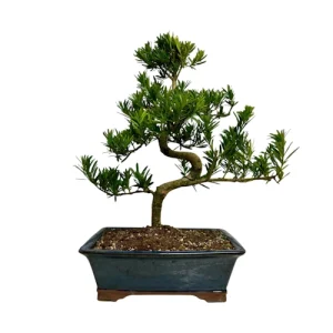Buddhist Pine 64cm
